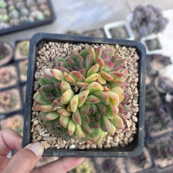 240.Echeveria 'Iria'