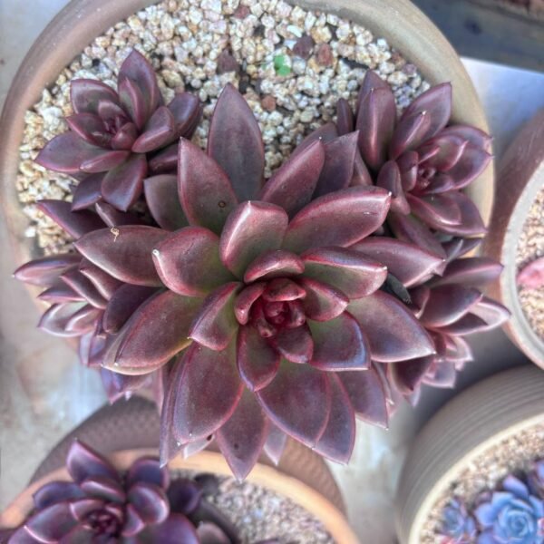 241.Echeveria 'Abundant Rose