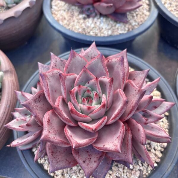 242.：Echeveria agavoides 'Ebony Purple