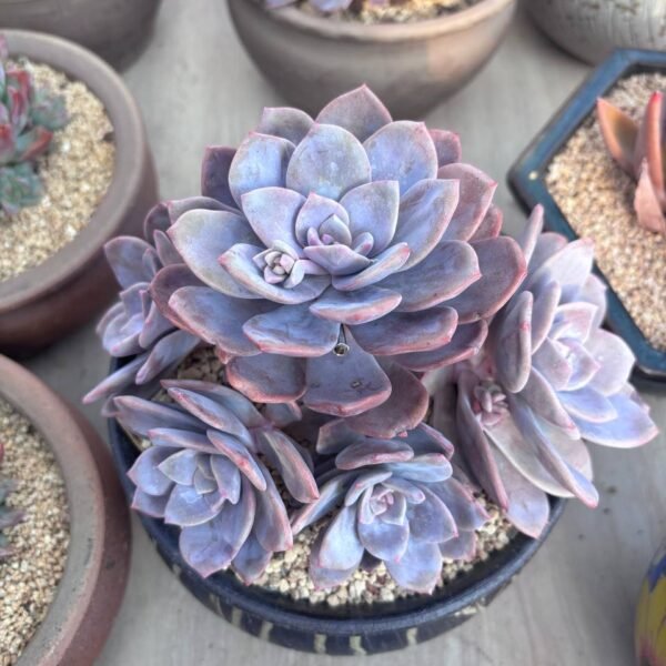 243.Echeveria 'Black Tea