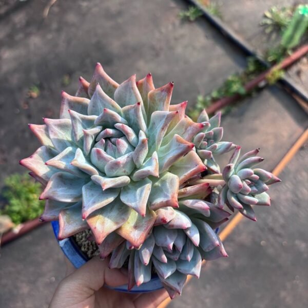 244.Echeveria colorata f. Tapalpa