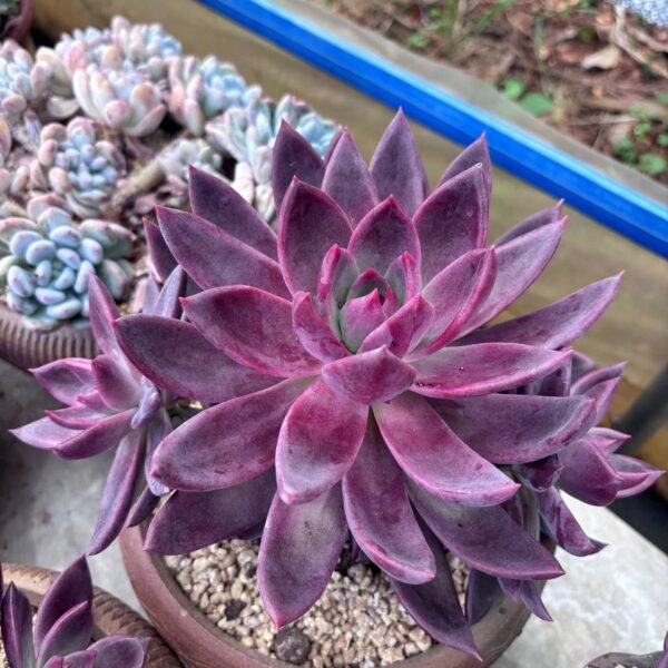 245.Echeveria 'Brown Sugar'