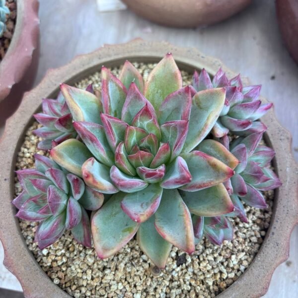 246.Echeveria colorata f. Tapalpa
