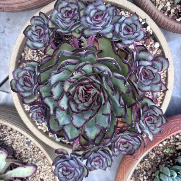 247.Echeveria 'Meat Sauce Rose'