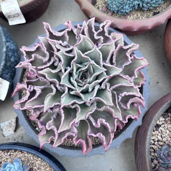 248.Echeveria 'Madiba'