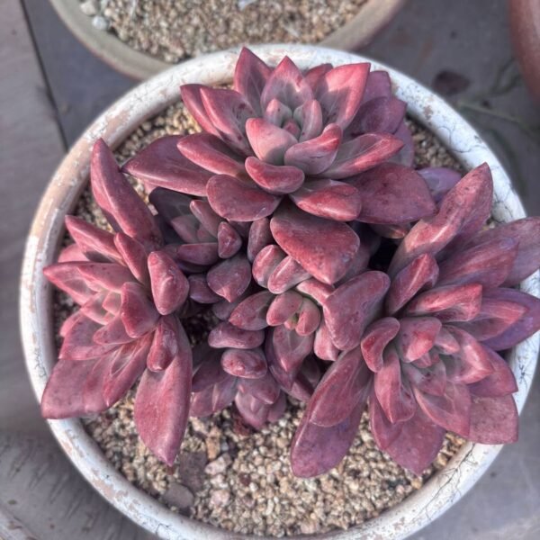 250.Echeveria 'Hephaestus'