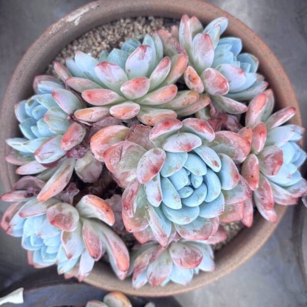 252.×Sedeveria 'Lengxiang Hybrid'