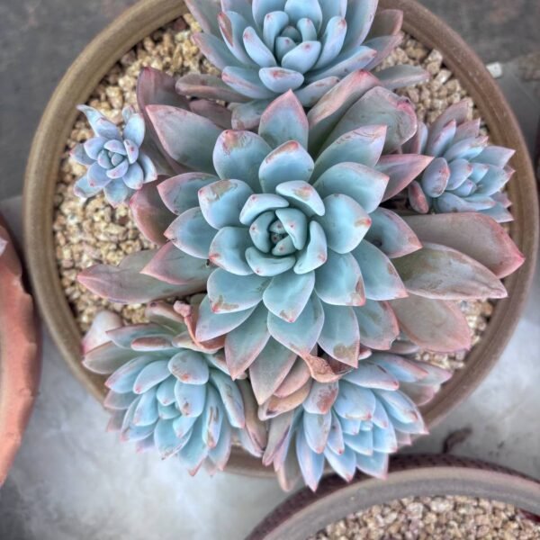 253.Echeveria 'Change‑E Hybrid'