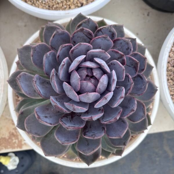 254.Echeveria 'Violet Queen