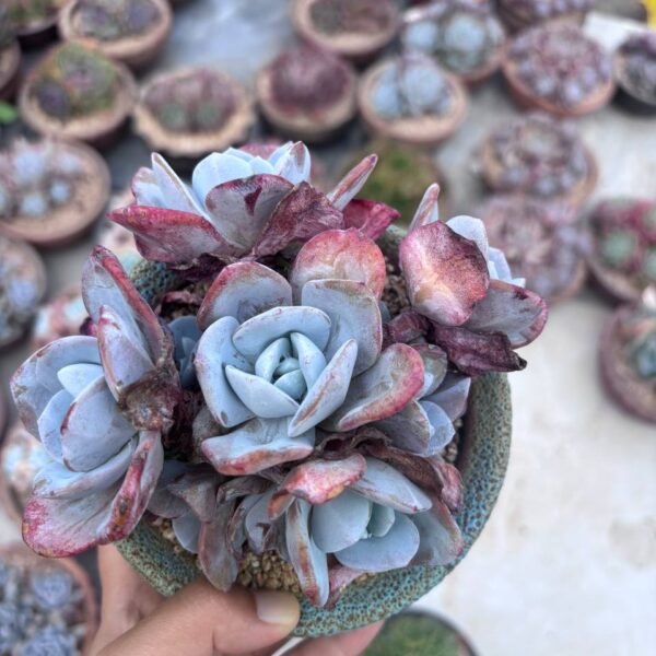 255.Echeveria 'Korea Milk Tea