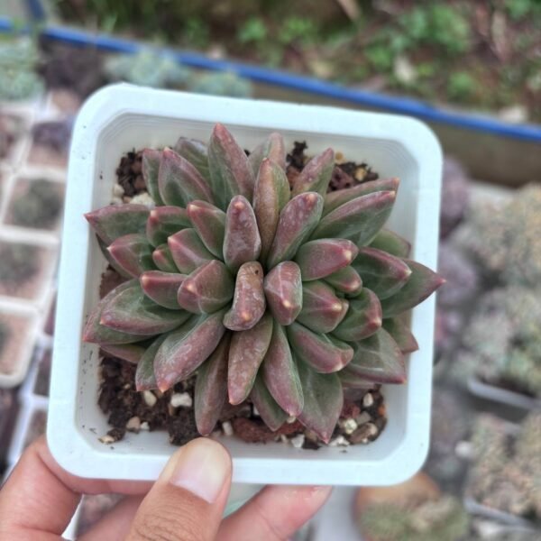 256.Echeveria 'Mist Bubble'