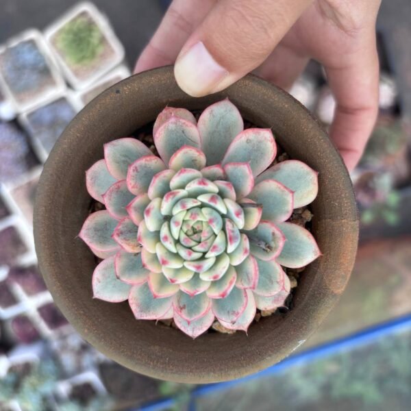 257.Echeveria 'Ice Cream' f. variegata