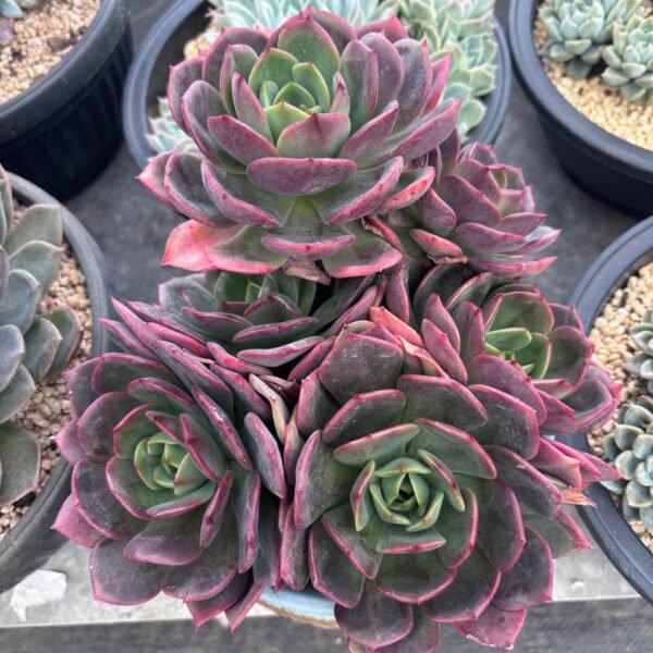 258.Echeveria 'Claus'