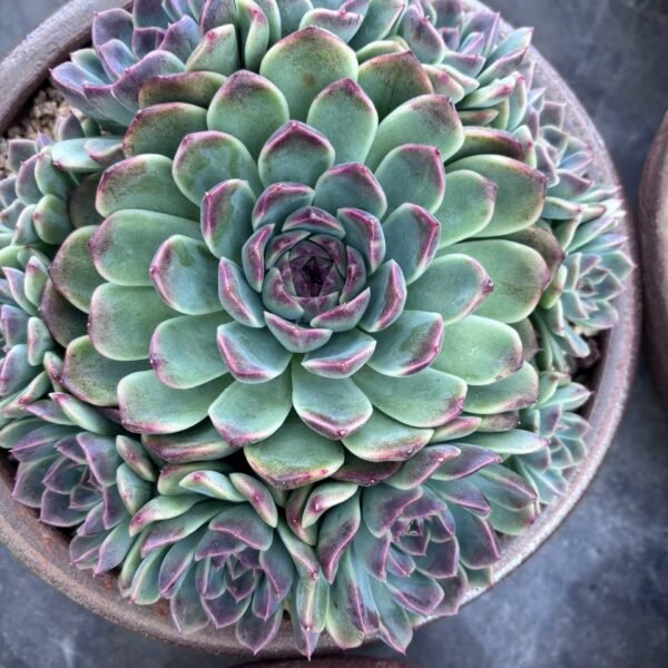 260.Echeveria 'Iria'