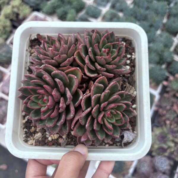 261.Echeveria 'Abundant Rose