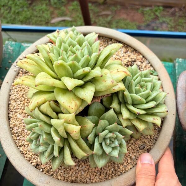 263.agavoides 'Rose Maria
