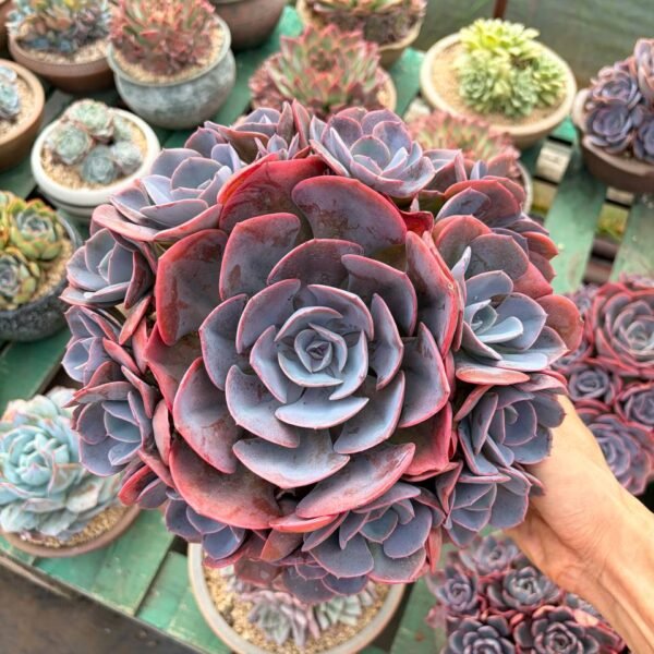 264.Echeveria 'Dusty Rose'