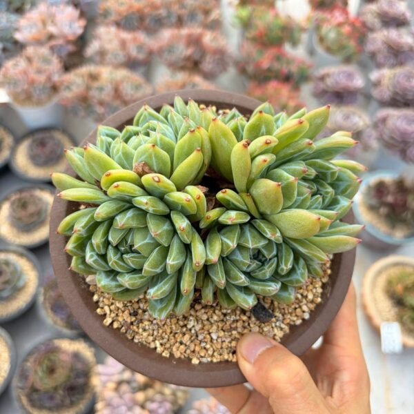 265.Echeveria 'Snow Jenny'