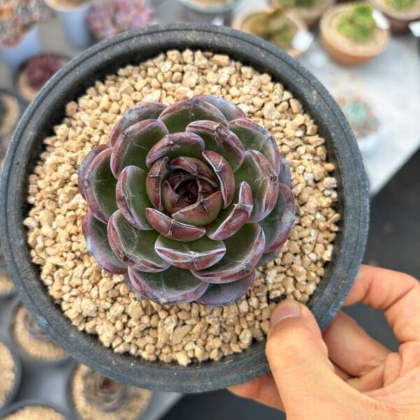 266.Echeveria 'Dark Opal