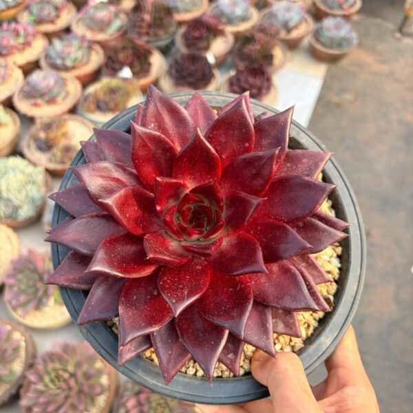 267.Echeveria 'Red Apple
