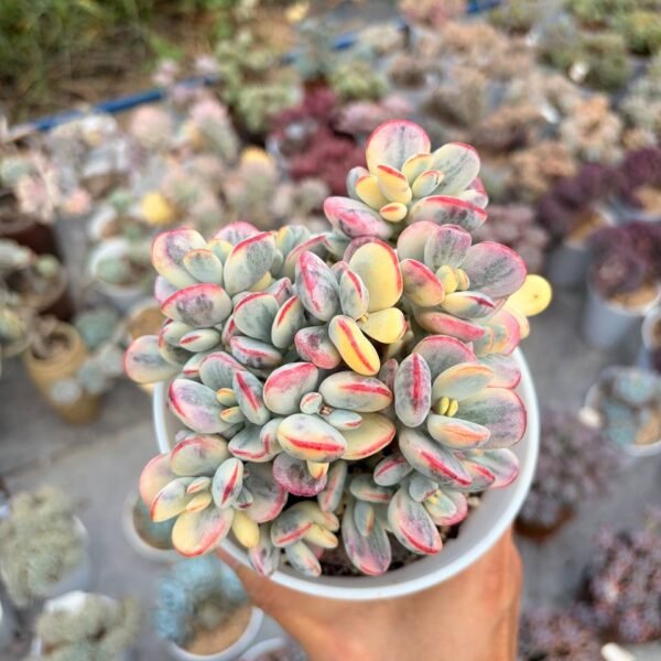 268.Cotyledon orbiculata ‘Oophylla Variegata’
