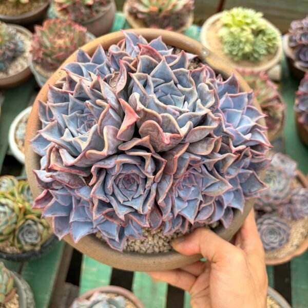 270.Echeveria Fiona
