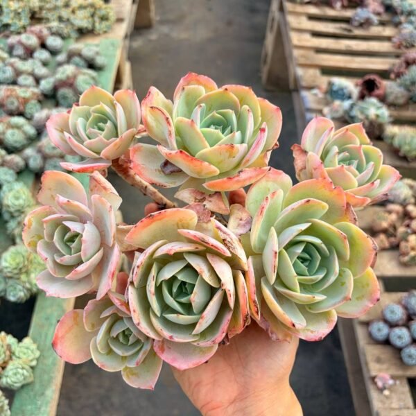 271.Echeveria 'Milk Tea