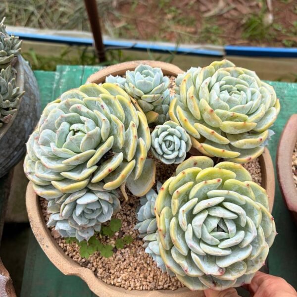 272.Echeveria 'Laolin