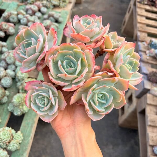 274.Echeveria 'Milk Tea