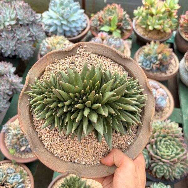 275.Echeveria hybrid f. cristata
