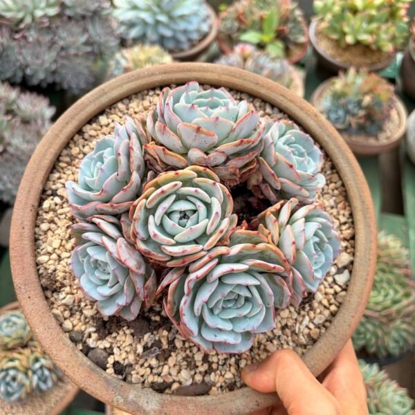 276.Echeveria 'Mont Blanc