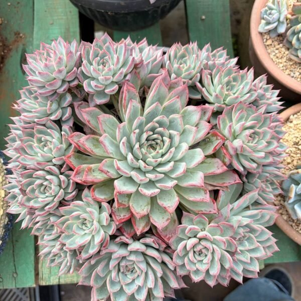 277.Echeveria hybrid，Commercial name: Qiushui
