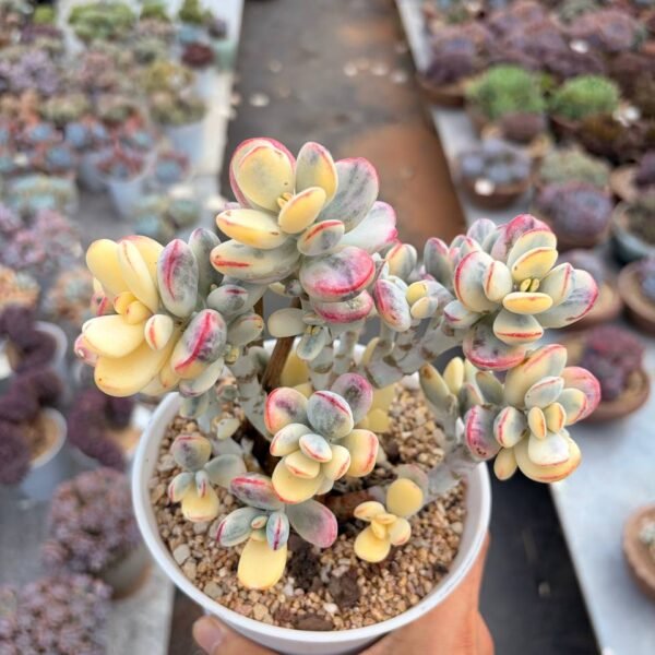 278.Cotyledon orbiculata ‘Oophylla Variegata’