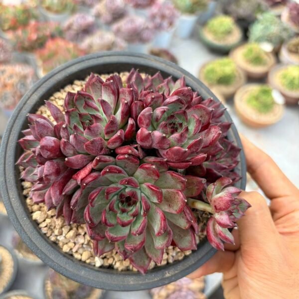 279.Echeveria hybrid，Commercial name: Qingcheng