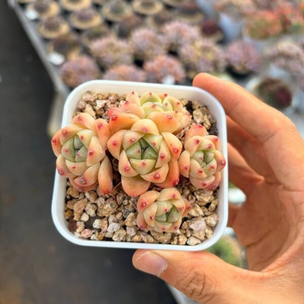 280.Echeveria 'Alba Beauty'