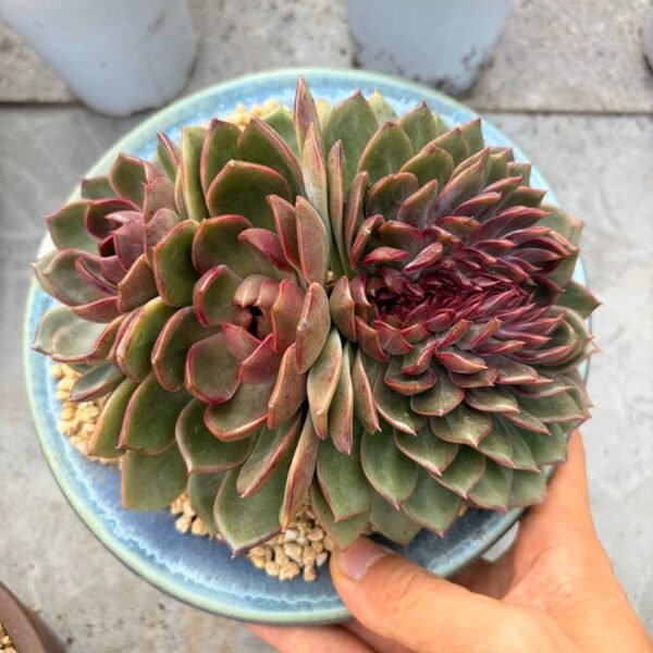 282.Echeveria hybrid f. cristata