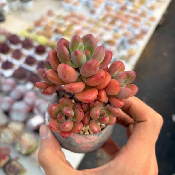 283.Echeveria hybrid f. cristata
