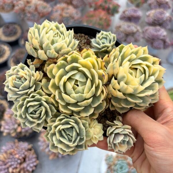 284.Echeveria 'Onslow' f. variegata
