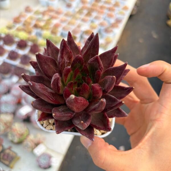 285.Echeveria 'Psyche'