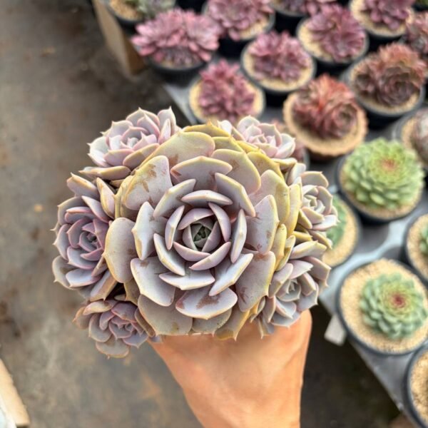 286.Echeveria 'Pink Butterfly