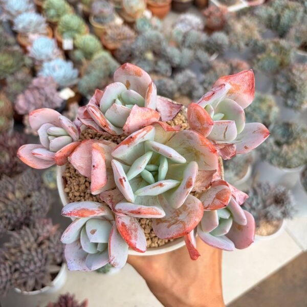 287.Echeveria 'Cream Tea