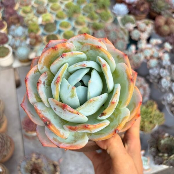 288.Echeveria 'Phoenix Monroe'