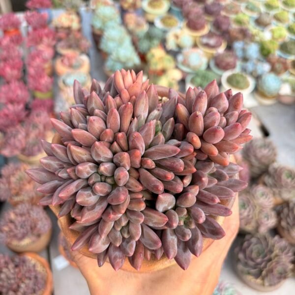 289.Echeveria 'Crystal Ball'