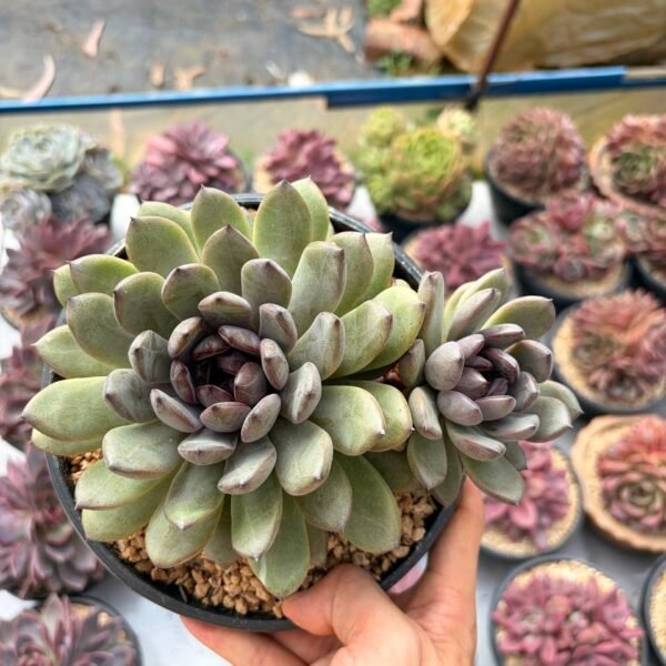 291.Echeveria hybrid