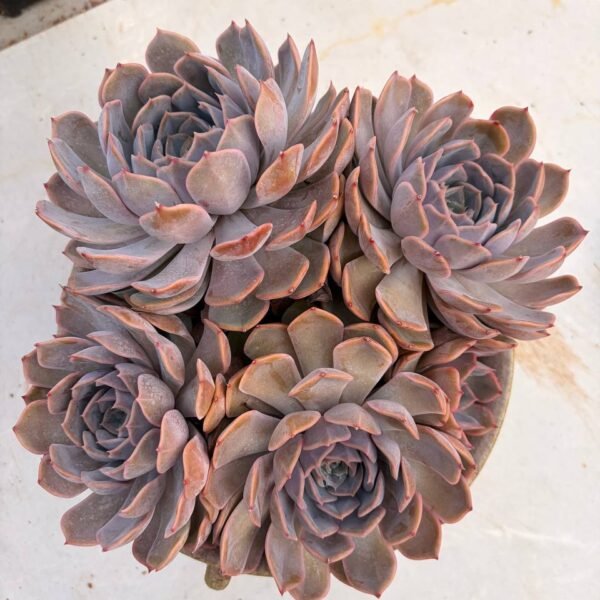 292.Echeveria Fiona