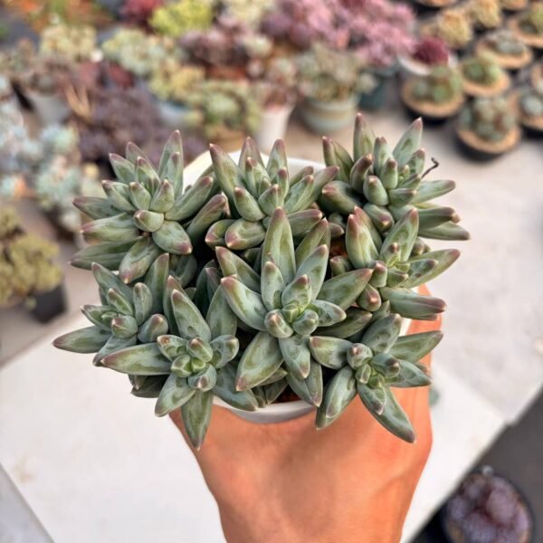 293.Pachyphytum hybrid
