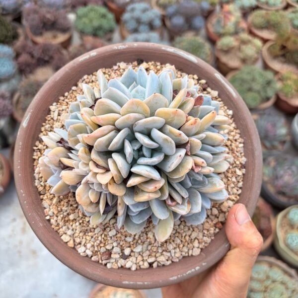 294.Echeveria 'Exotic'