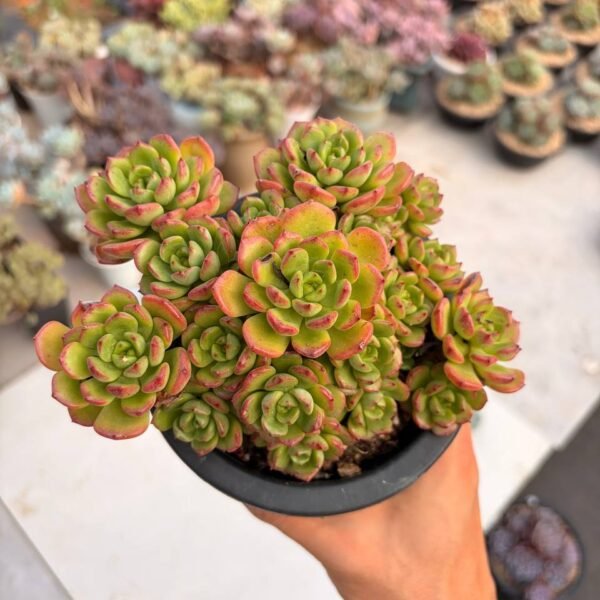 295.Echeveria hybrid
