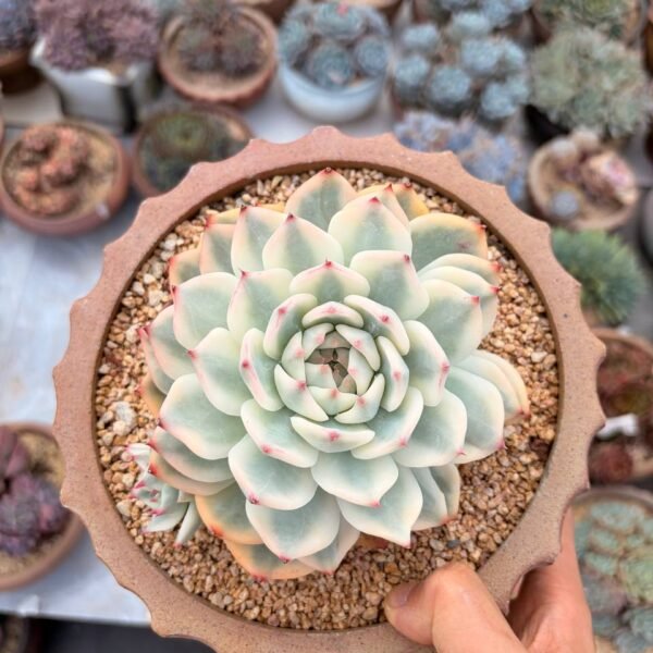 296.Echeveria chihuahuaensis f. variegata