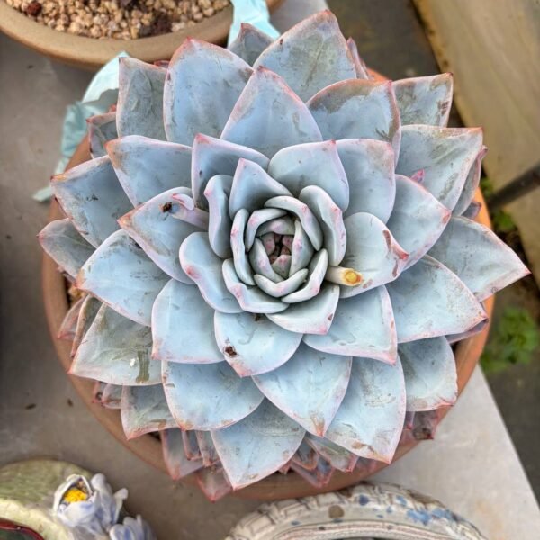 297.Echeveria 'Sang‑A'